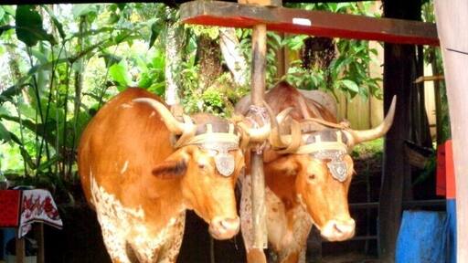 These 2 oxen were named Costa and Rica. They are the symbols of the country.
