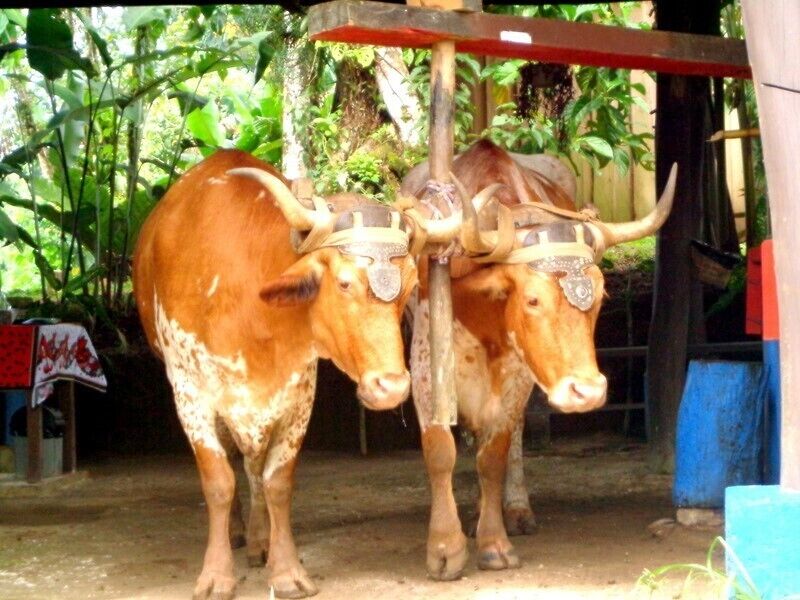 Two decorated oxen standing under a shelter with greenery in the background.