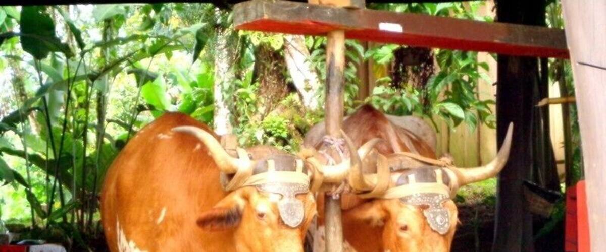 Two decorated oxen standing under a shelter with greenery in the background.