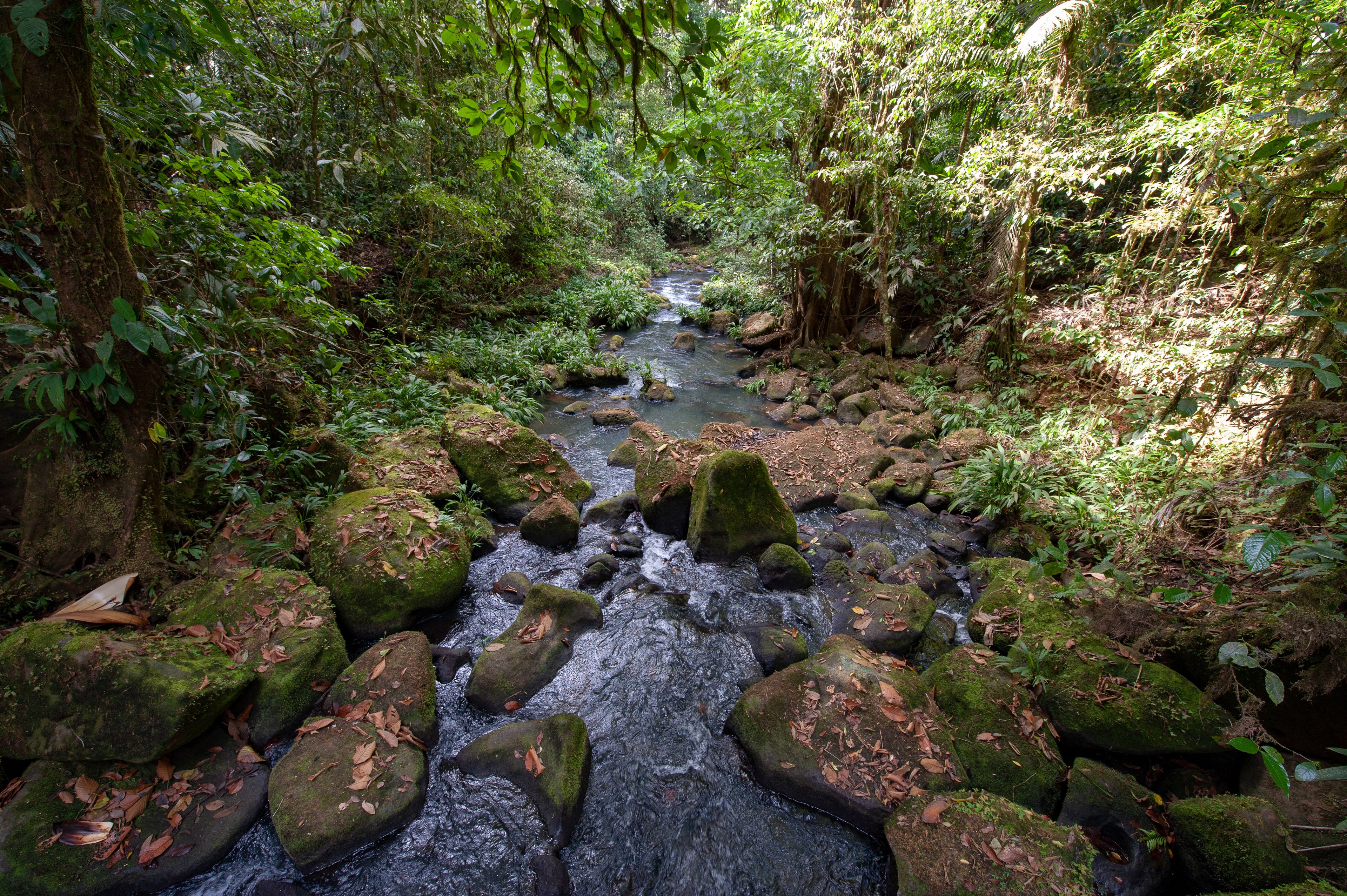 A forest stream with moss-covered rocks and dense greenery.