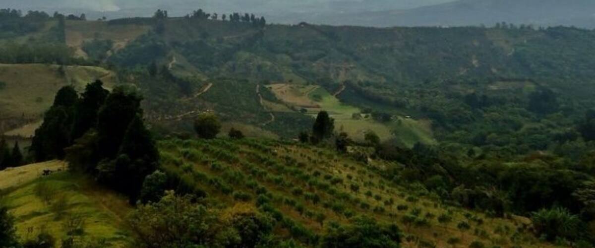A hilly landscape with scattered trees and a cloudy sky.