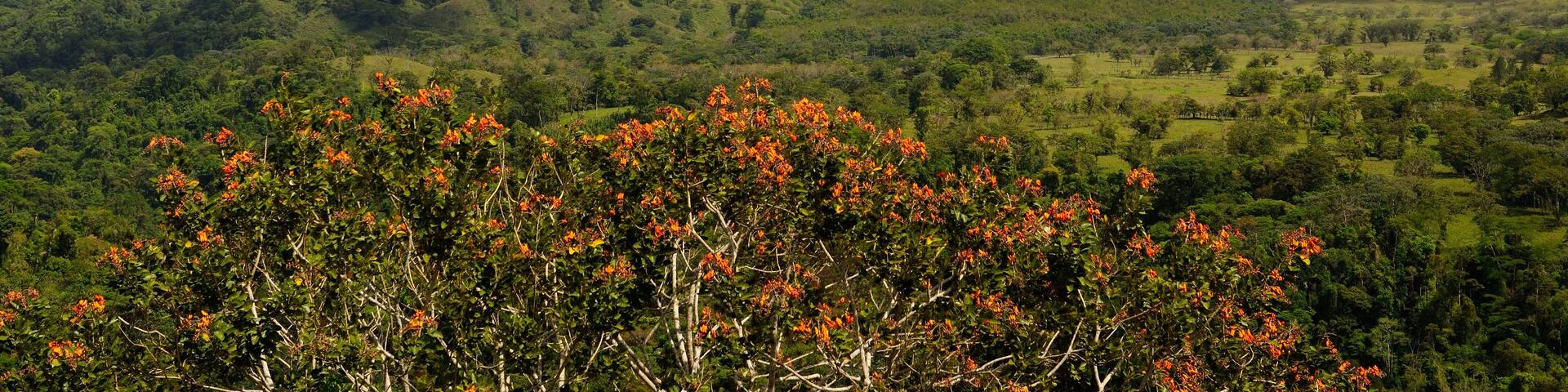 Smoking Arenal Volcano in Costa Rica with orange Poro Tree