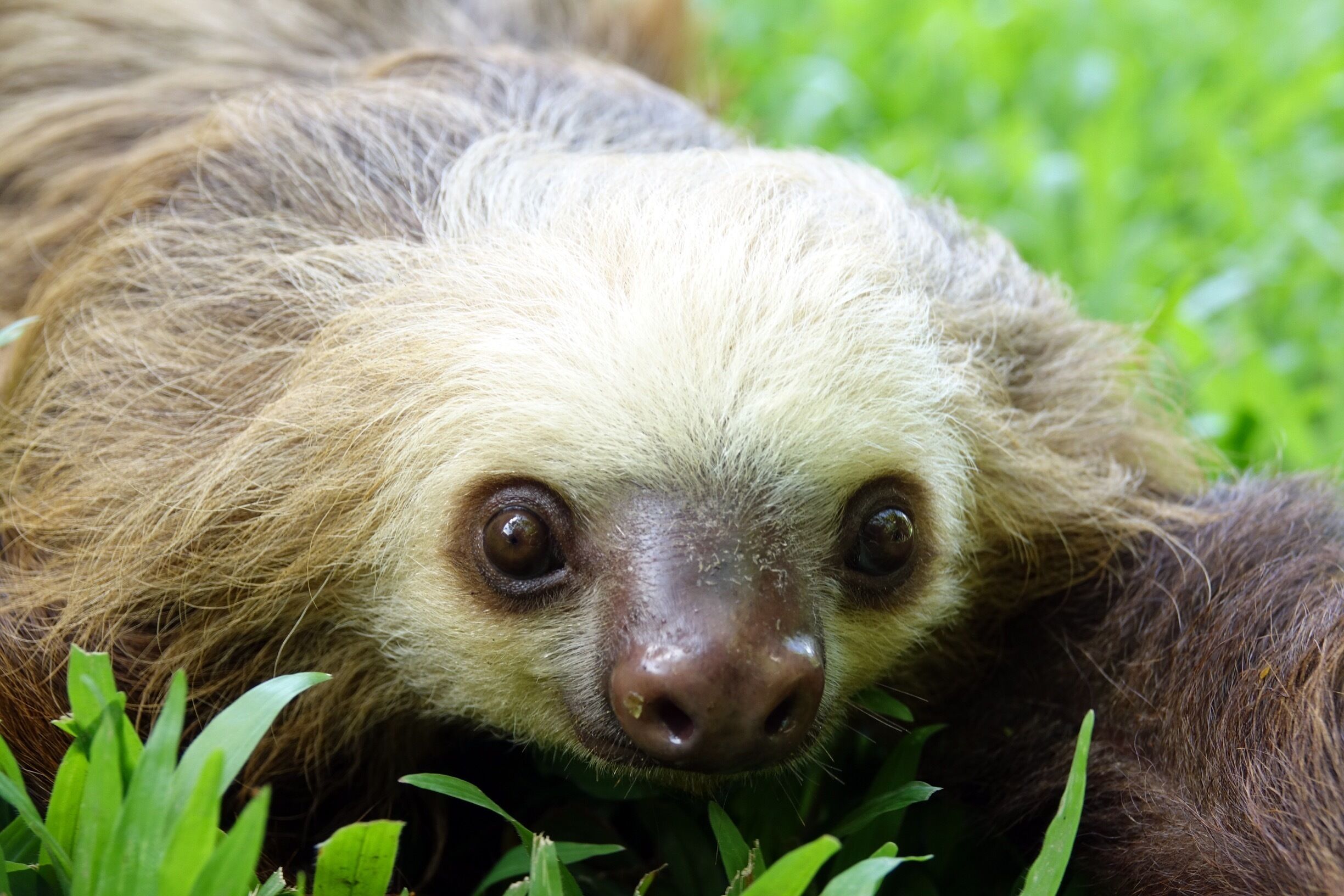 Baby sloth getting a little time outside at the Sloth Sanctuary in Costa Rica. #wildlife
