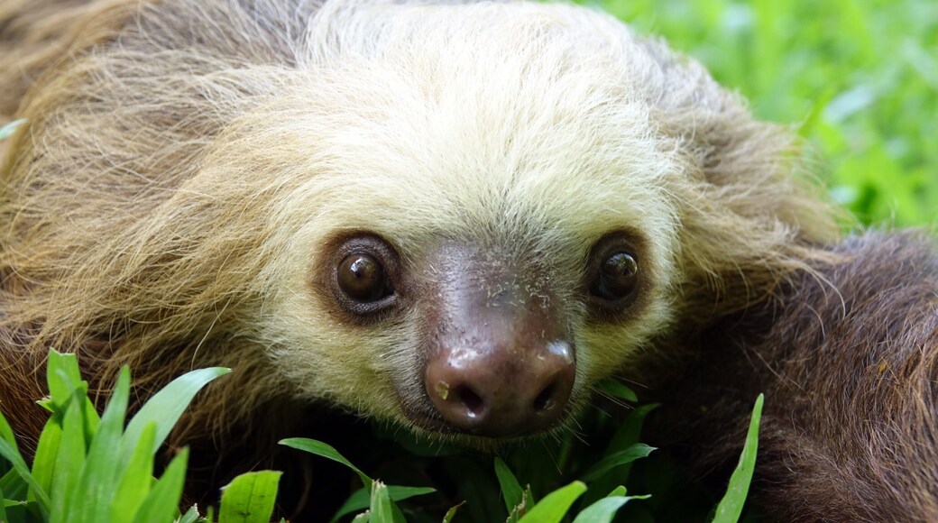 Baby sloth getting a little time outside at the Sloth Sanctuary in Costa Rica. #wildlife