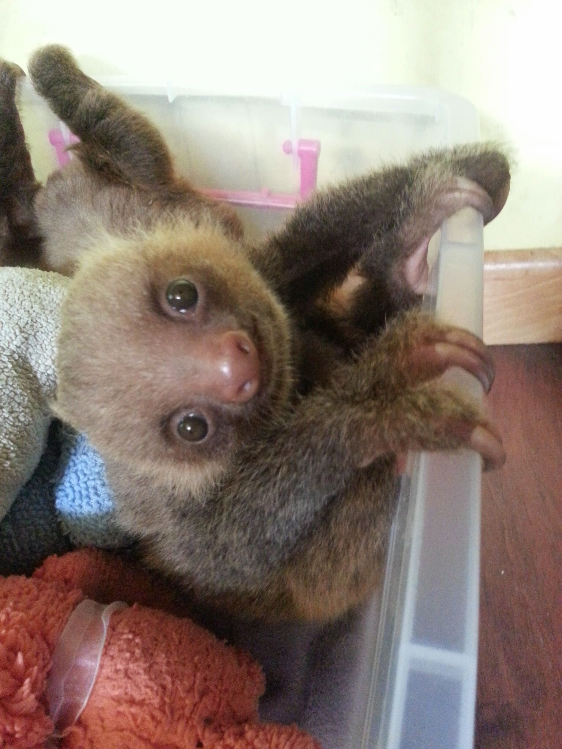 Got to meet this adorable fellow at the Behind the Scenes of Meet the Sloths, tour off the cruise ship. The Sanctuary offers tours daily check their website for details. They also have a small b&b where you can stay and take in the beauty of Costa Rica.  #animals #cute 