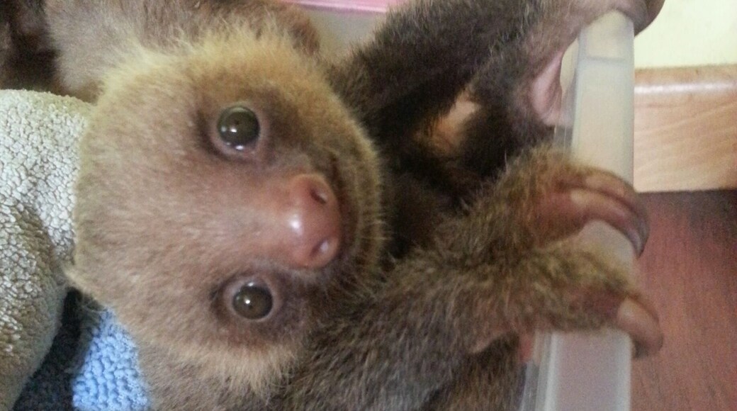 Got to meet this adorable fellow at the Behind the Scenes of Meet the Sloths, tour off the cruise ship. The Sanctuary offers tours daily check their website for details. They also have a small b&b where you can stay and take in the beauty of Costa Rica. #animals #cute