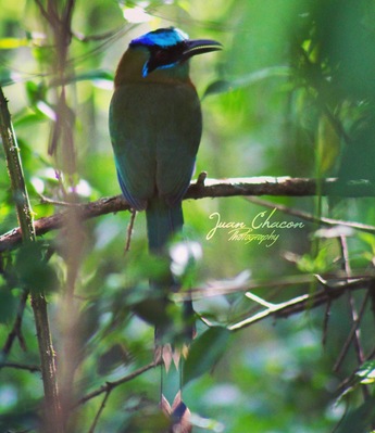 Beautiful bird