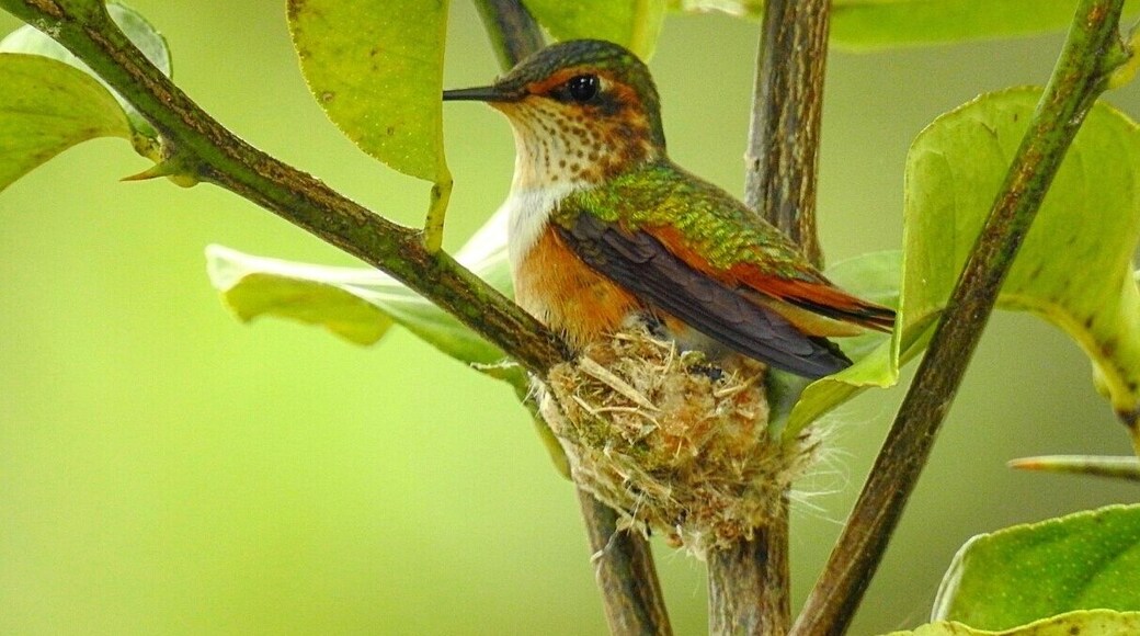 Scintillant hummingbird