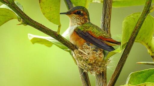 Scintillant hummingbird