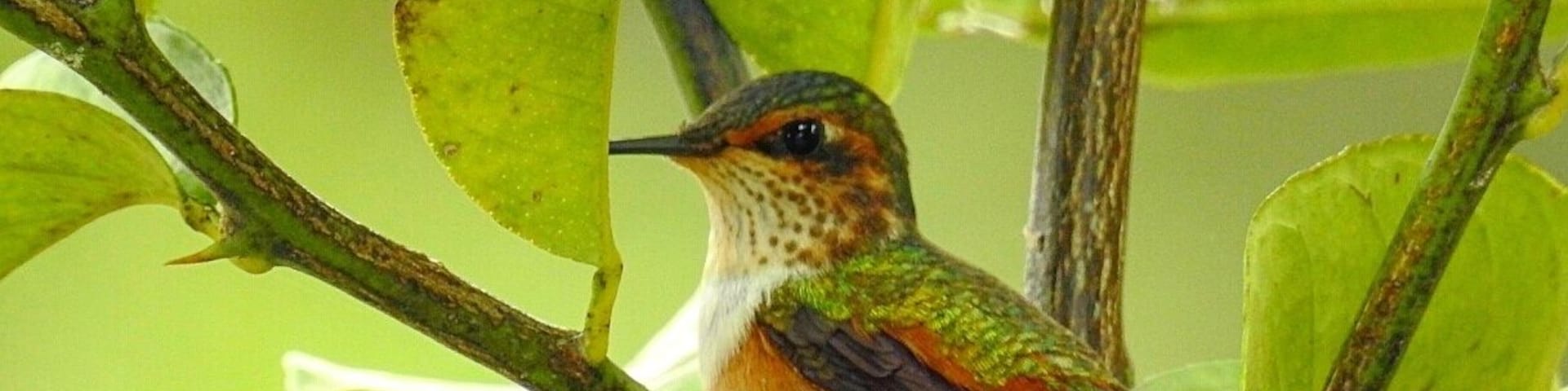 Scintillant hummingbird
