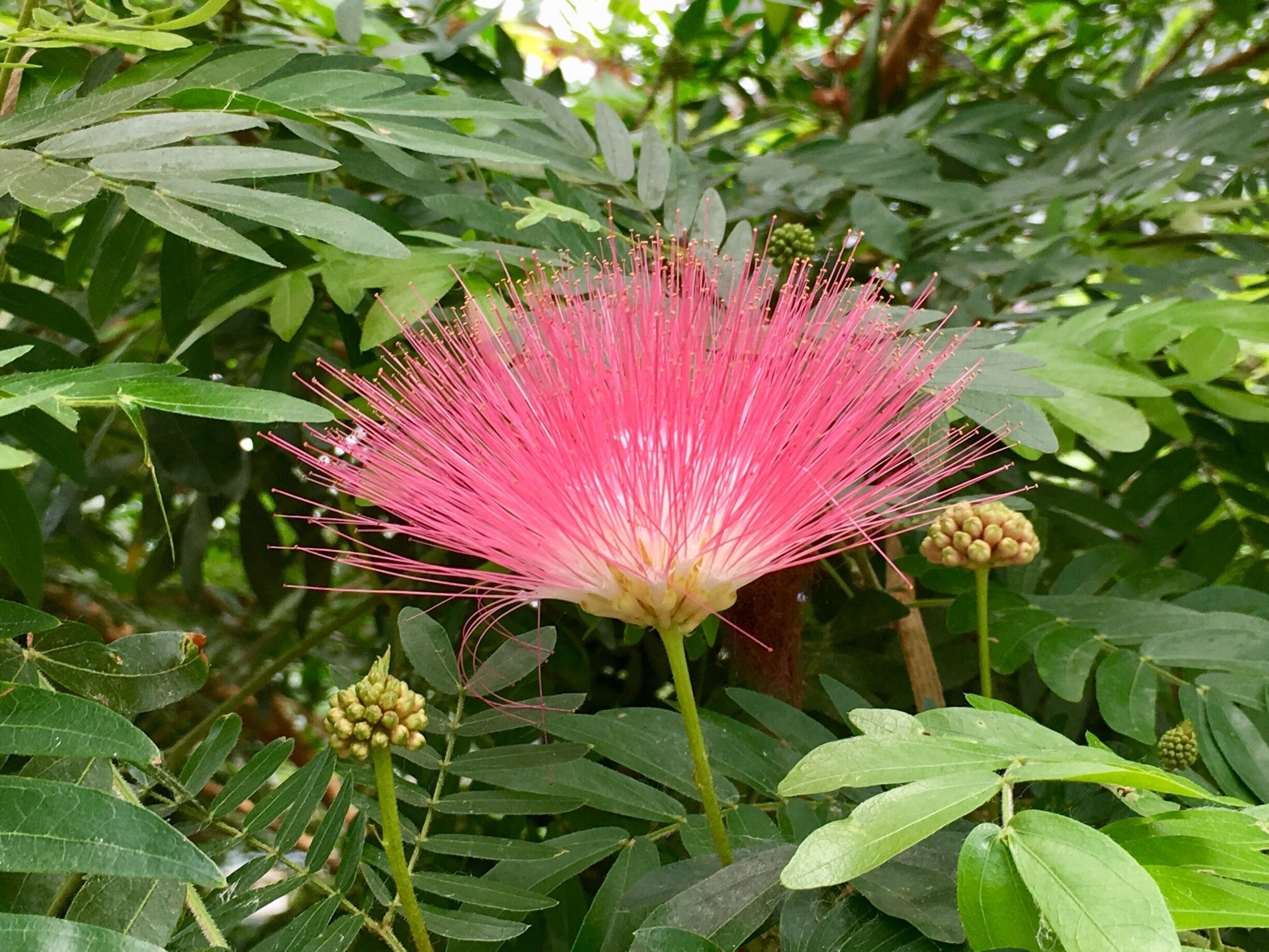 Garfield Park Conservatory was a highlight of our trip to Chicago. The plants, thé arrangements and the views erre breathtaking. The entry to the park is free of charge, but donations are encouraged. 