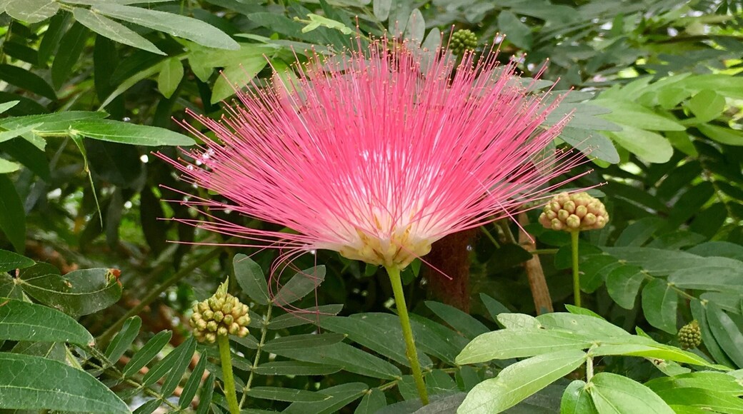 Garfield Park Conservatory was a highlight of our trip to Chicago. The plants, thé arrangements and the views erre breathtaking. The entry to the park is free of charge, but donations are encouraged.