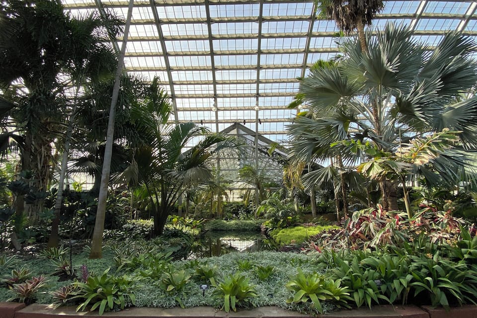 A greenhouse with a glass ceiling, various tropical plants, and a central walkway.