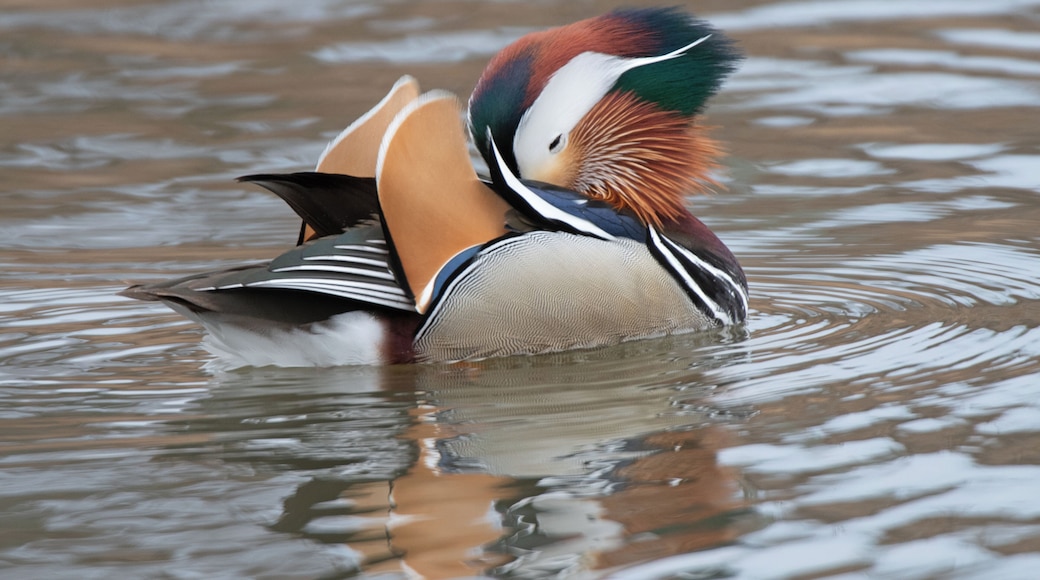 I thought Wood Ducks were the most amazingly colorful and photogenic ducks until I spotted this incredible bird on the lakefront. What a handsome beautiful duck.