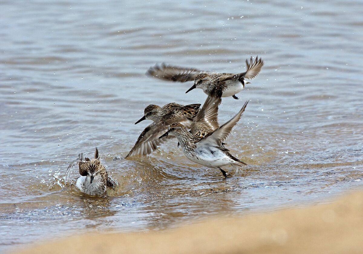 A group of semi palmated sandpipers migrating along the Chicago lakefront that landed in the biggest and best migrant trap in the area.