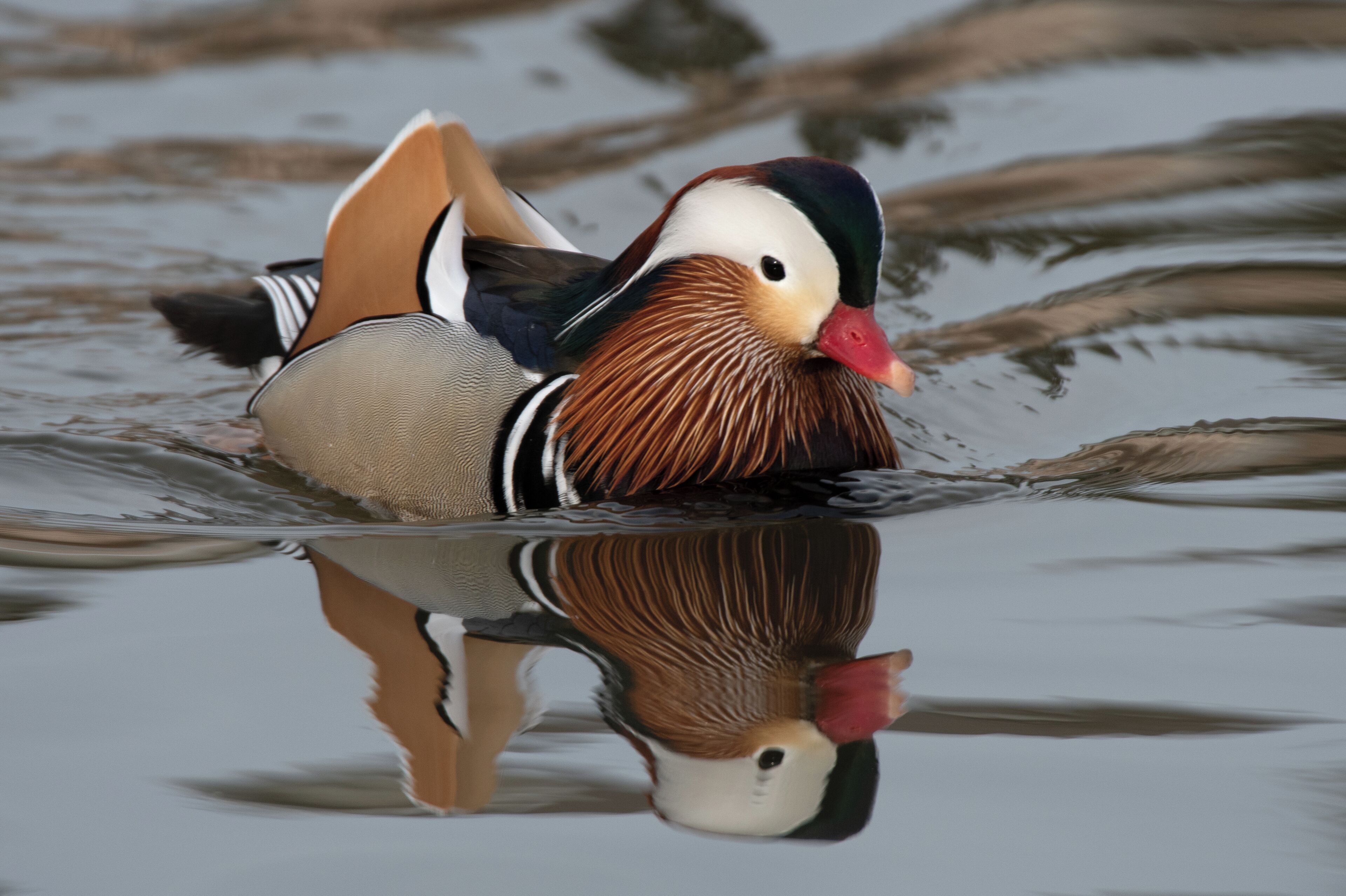Today was an amazing experience. We found a male mandarin duck just after sunrise on the lakefront with a group of mallards and mergansers. This was the most stunning duck I have ever seen in my life. What it was doing in Chicago and how it got here is a total mystery.