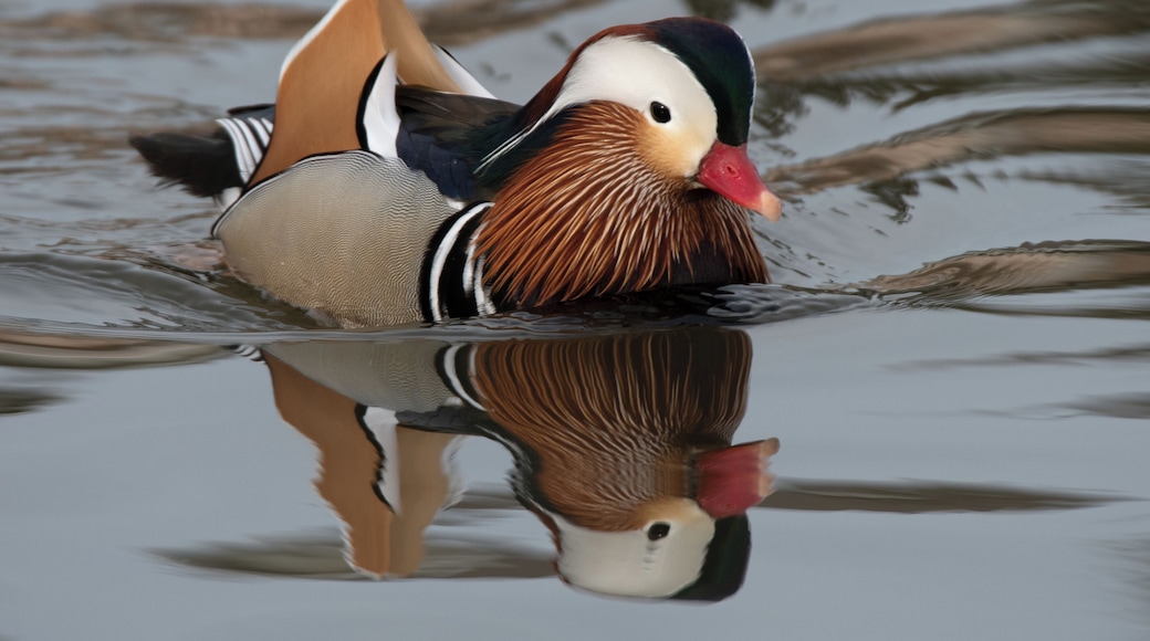 Today was an amazing experience. We found a male mandarin duck just after sunrise on the lakefront with a group of mallards and mergansers. This was the most stunning duck I have ever seen in my life. What it was doing in Chicago and how it got here is a total mystery.