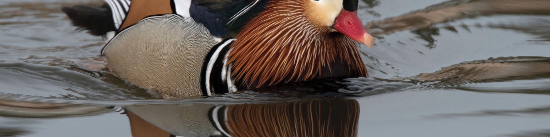 Um pato nadando na água, com seu reflexo visível.