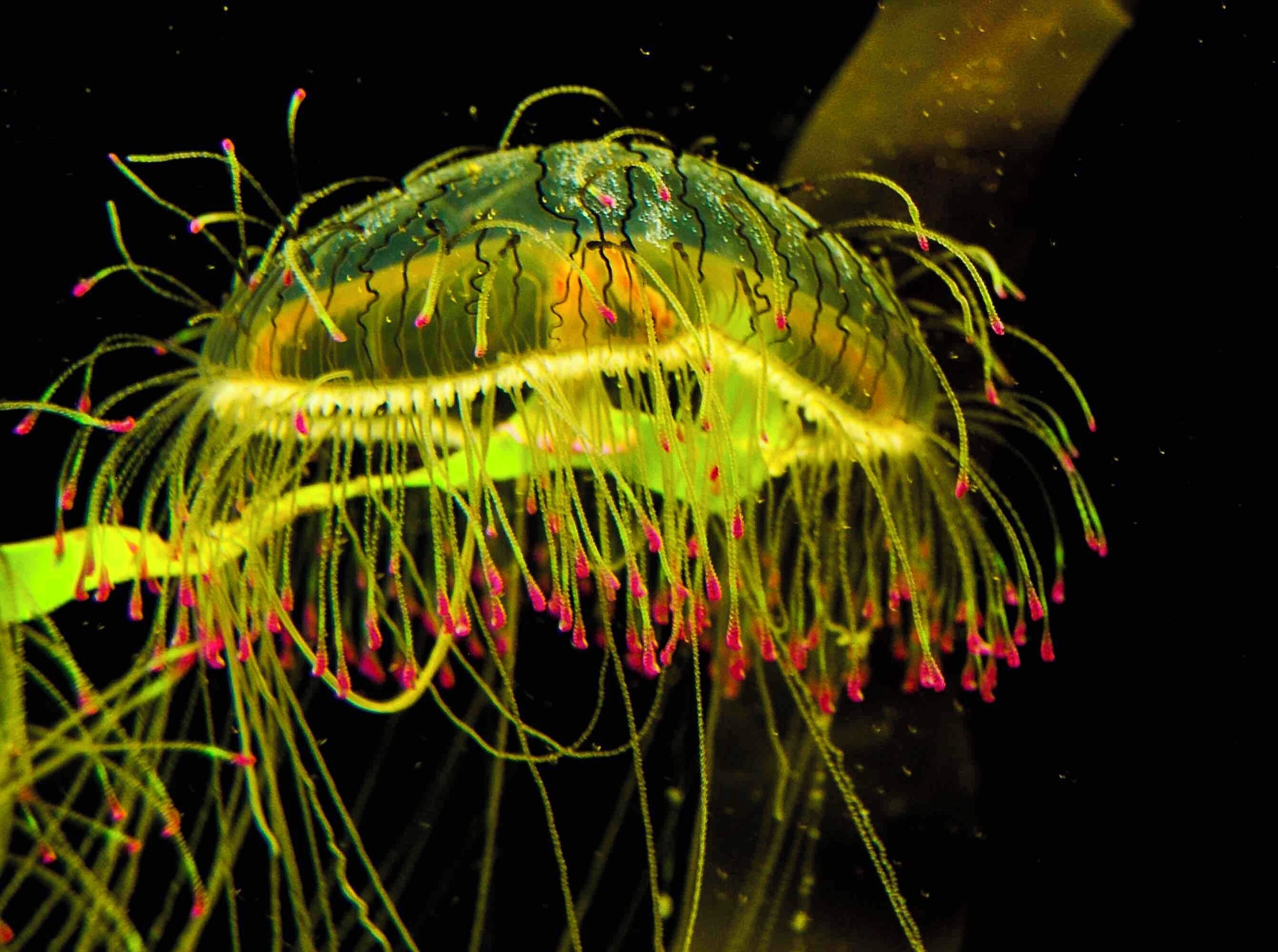 Amazing jellyfish, wondrous colors