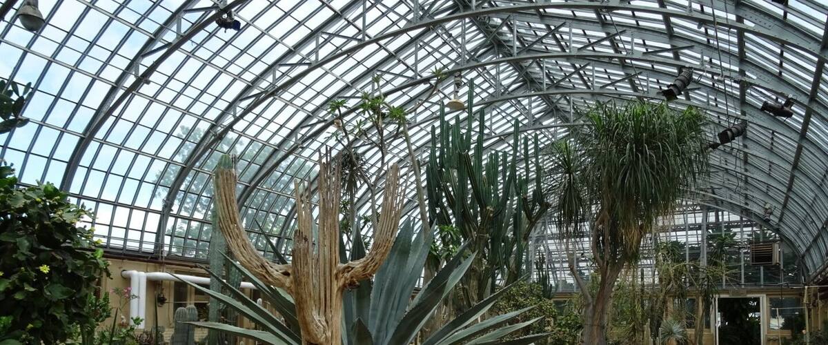 A greenhouse with a glass ceiling, various cacti, and a wooden structure in the center.