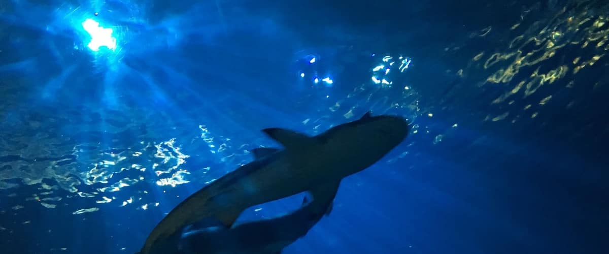 Nice place to learn n see under water creatures