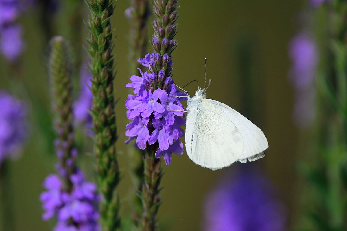 A white sulphur butterfly on a purple wildflower in the meadow at Montrose Beach. 