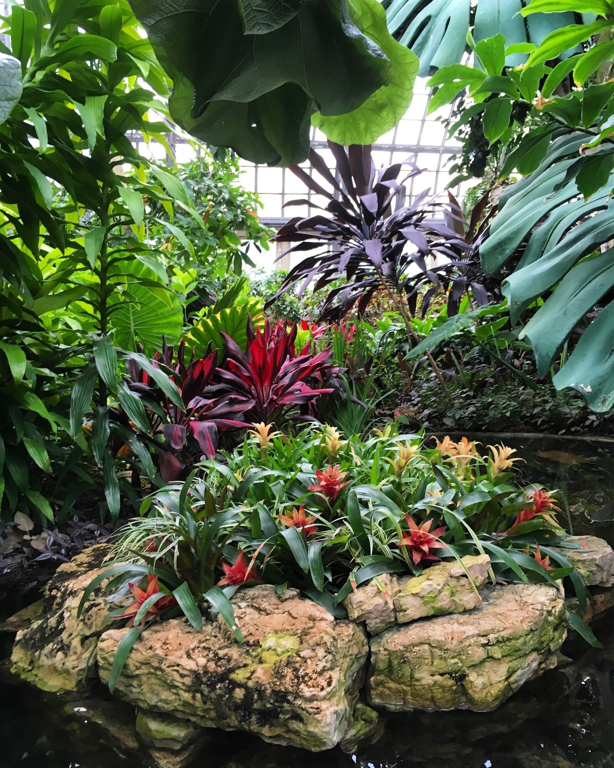 A lush indoor garden with various tropical plants and a small pond.