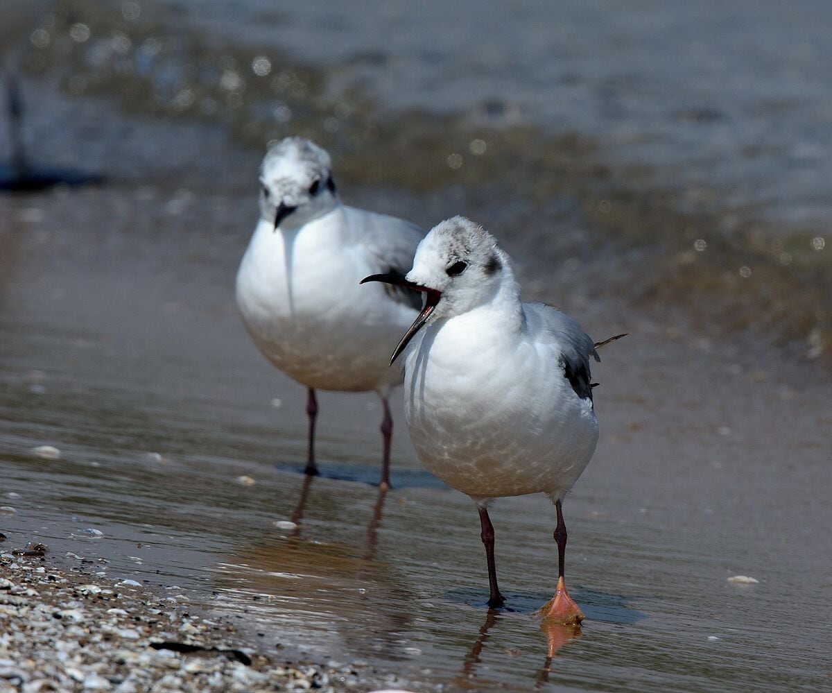 A pair of bonapartes gulls in the dunes at Montrose.  These are handsome gulls that are smaller than ring billed gulls and somewhat unusual in Chicago. I wish they had the black head of the breeding bonapartes but these appear to be young ones that are in their first year.