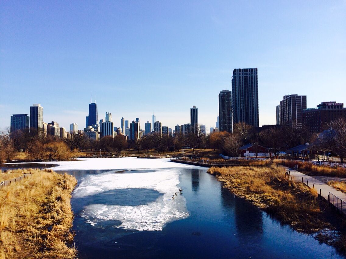 View of the Chicago loop from Lincoln Park Zoo. Free, 365 days a year!