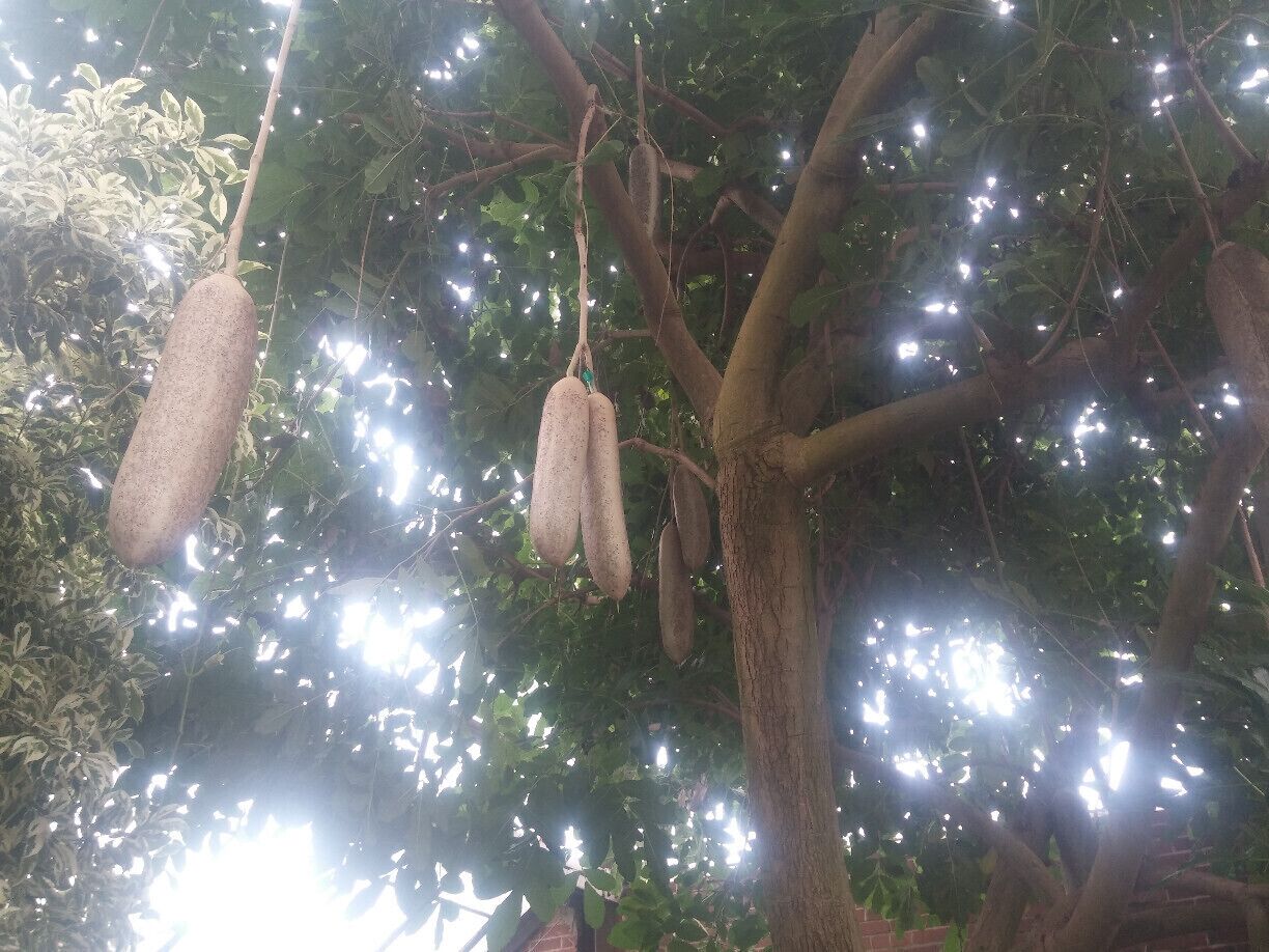 The Sausage Tree (Kigelia africana) showing off its bat-pollinated sausage looking woody berry. The fruit can be up to 3ft long and weigh over 20lbs! The fresh fruit is poisonous and will have a laxative effect on humans. The tree is often used for ornamental purposes but keep in mind location, location, location; falling fruit can cause serious injury to people, and damage vehicles parked under the trees.