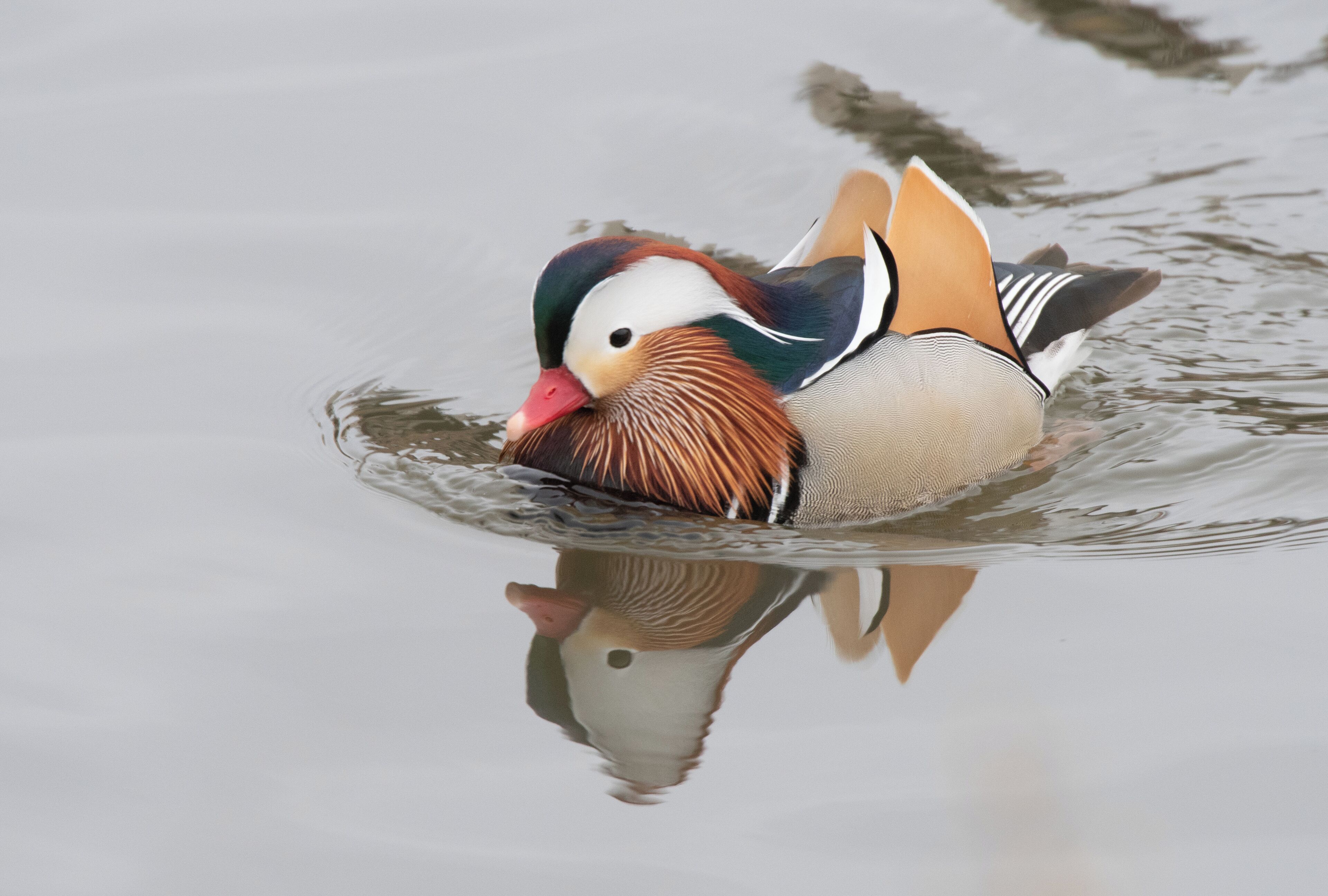 A male mandarin duck in the harbor at 31st street. What an amazing treat. This is a duck from Asia that has no business here in Chicago Illinois. 