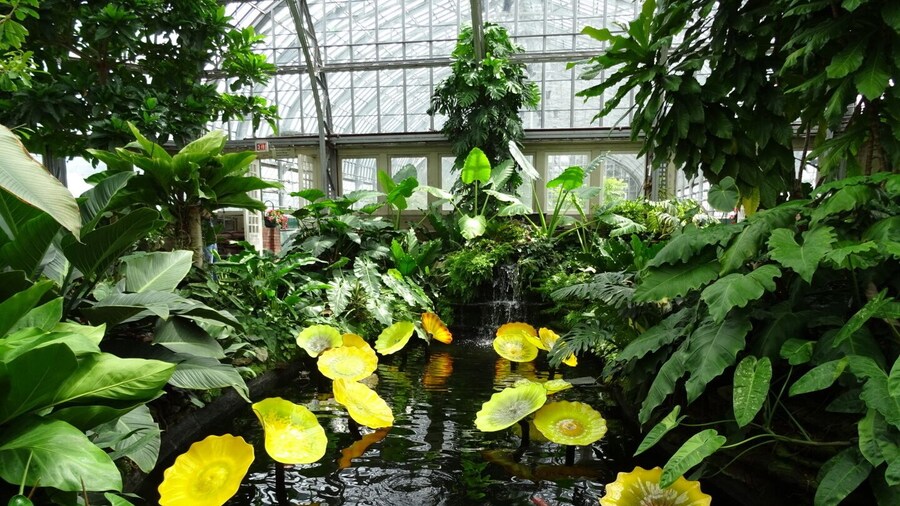 It seems these days, you can't have a conservatory without some Chihuly.
Opened to the public in 1908, the Garfield Park Conservatory, consists of a series of naturalistic landscapes under glass, a revolutionary idea at the time.
Sort of off the radar of a lot of Chicago tourists because of the more downtown-centric location of the Lincoln Park Conservatory. The Garfield Park Conservatory is a gem on the west side of Chicago.
The Garfield Park Conservatory occupies 4.5 acres of the 184 acres of Garfield Park. Both Garfield Park and its conservatory are listed on the National Register of Historic Places.
The conservatory has recovered nicely from a 2011 hailstorm that shattered over 50% of the conservatory's glass panes and damaged many plants.