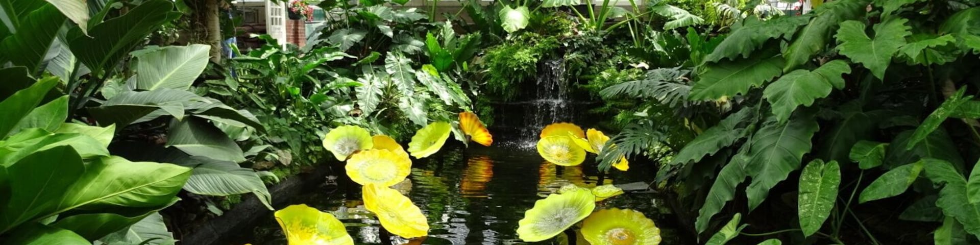 It seems these days, you can't have a conservatory without some Chihuly.
Opened to the public in 1908, the Garfield Park Conservatory, consists of a series of naturalistic landscapes under glass, a revolutionary idea at the time.
Sort of off the radar of a lot of Chicago tourists because of the more downtown-centric location of the Lincoln Park Conservatory. The Garfield Park Conservatory is a gem on the west side of Chicago.
The Garfield Park Conservatory occupies 4.5 acres of the 184 acres of Garfield Park. Both Garfield Park and its conservatory are listed on the National Register of Historic Places.
The conservatory has recovered nicely from a 2011 hailstorm that shattered over 50% of the conservatory's glass panes and damaged many plants.