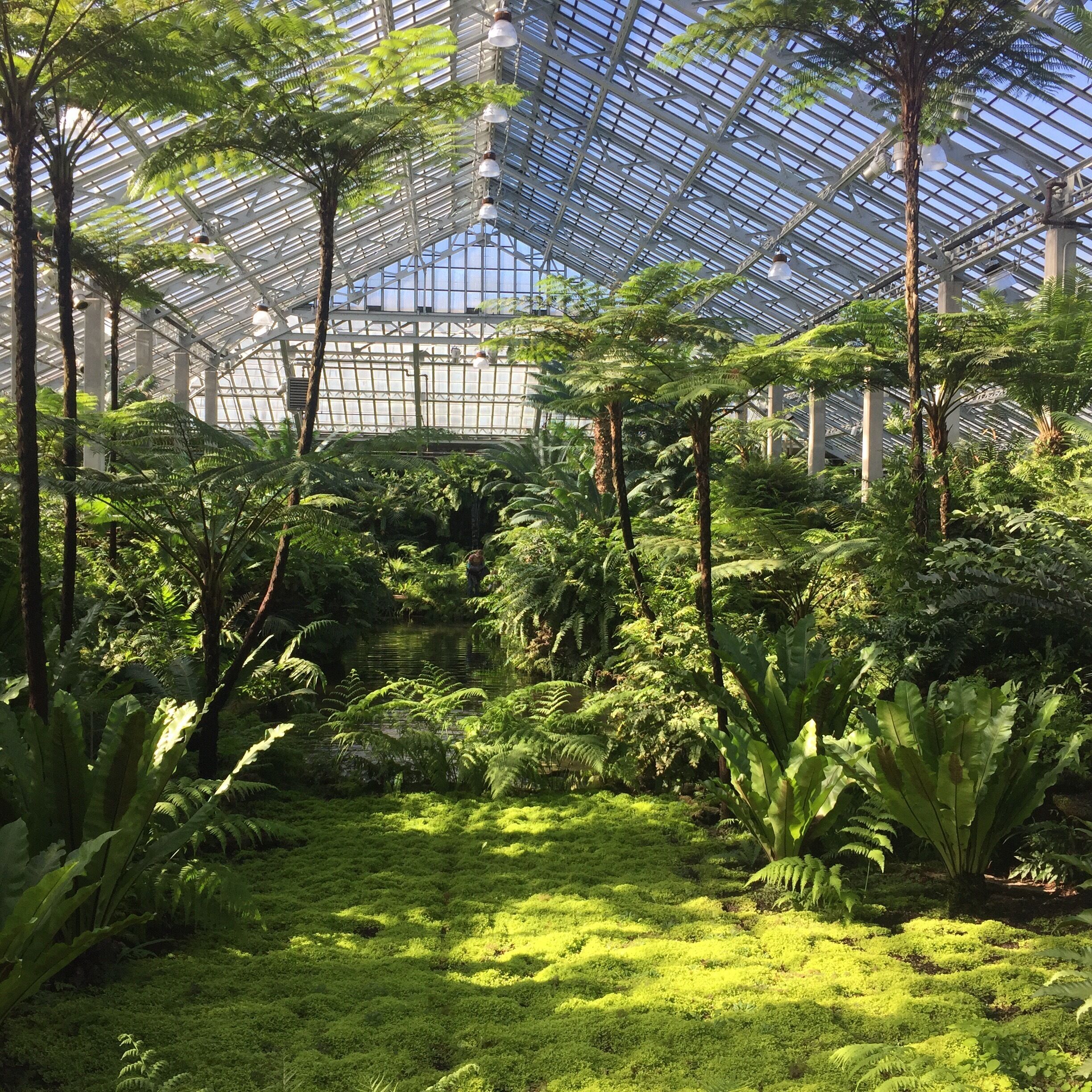 A greenhouse with a glass roof, lush green ferns, and a small pond.