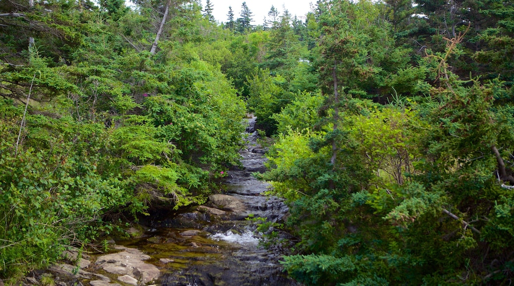 Kingston mostrando bosques y un río o arroyo