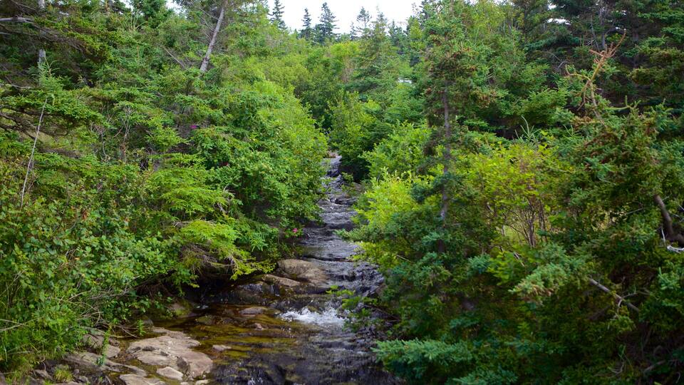 A forested stream with a rocky bed and dense green foliage.