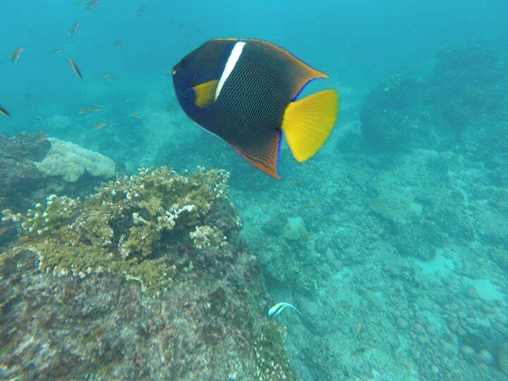Snorkling near the Guacalillo Mangrove Estuary.
