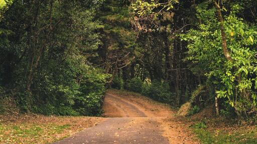 Monte de la Cruz (The Cross Hill) is a small mountain hike that has amazing lagoons, beautiful flower scenes and as it's name says it, a cross at the top with an amazing view of Costa Rican cityscape.