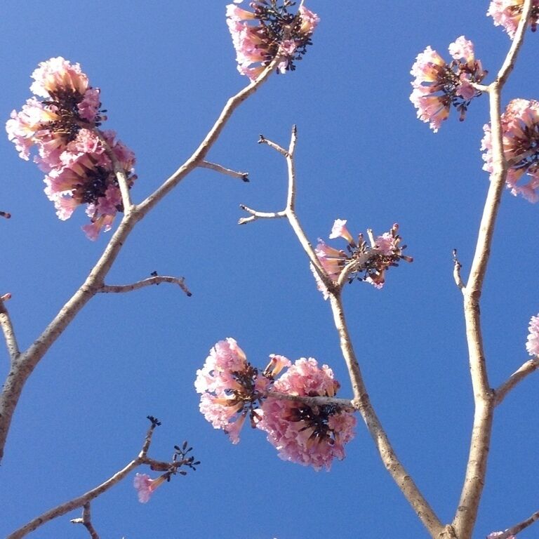 Typical costa rican tree - you can find it in bright orange and intense red