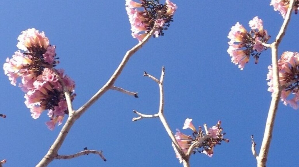 Typical costa rican tree - you can find it in bright orange and intense red