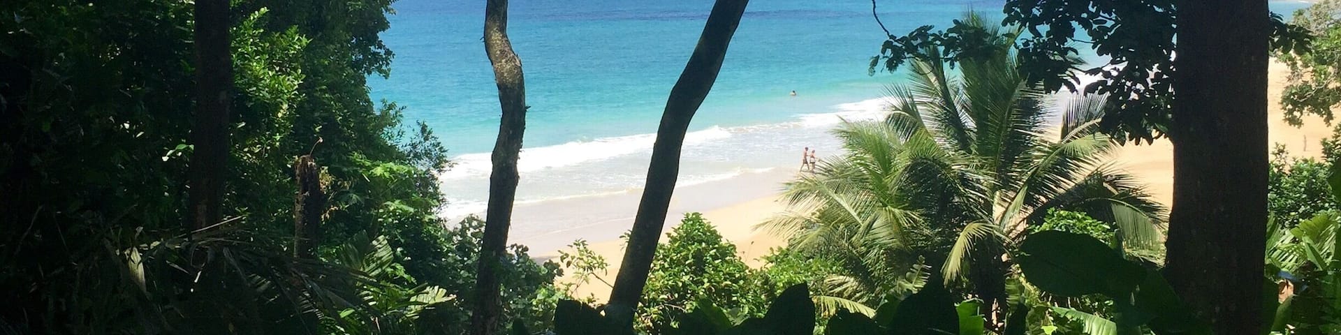 A tropical beach with clear blue waters, surrounded by dense green foliage and palm trees.