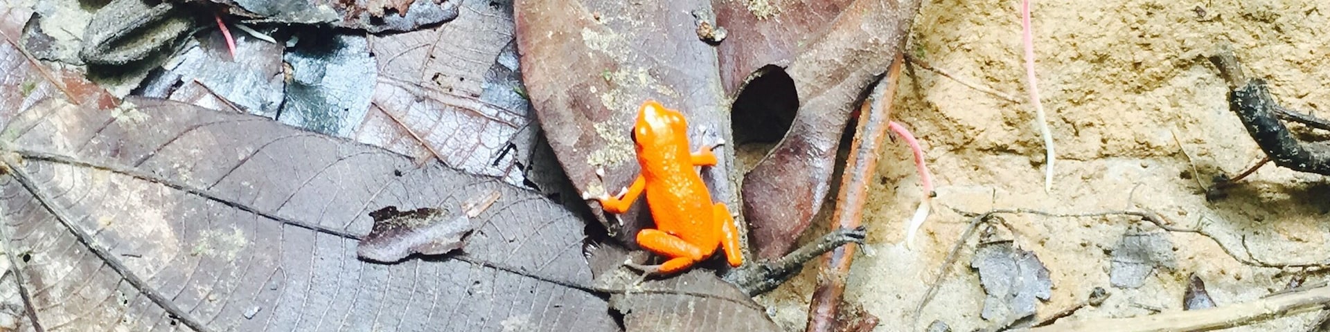 Exploring the rainforest in Panama.