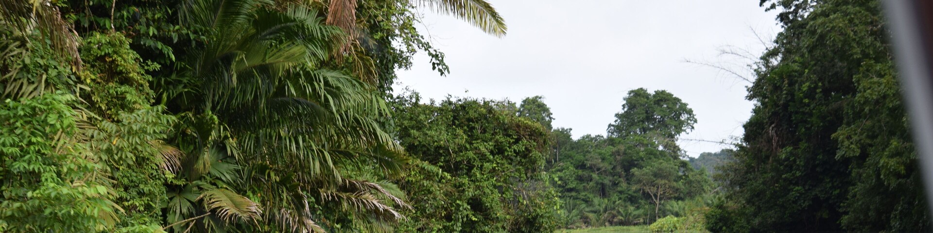 We spent several days exploring the Panama rain forest via the rivers.