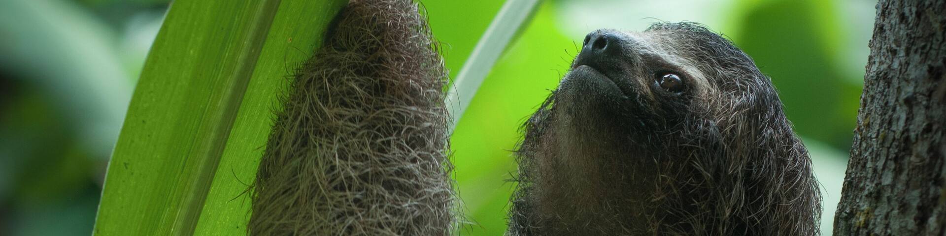 Fascinating encounter with a baby sloth - an image I was anticipating ever since I left home.
#bliss #LikeALocal