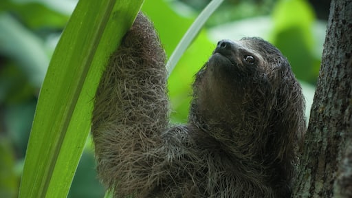 Fascinating encounter with a baby sloth - an image I was anticipating ever since I left home.
#bliss #LikeALocal
