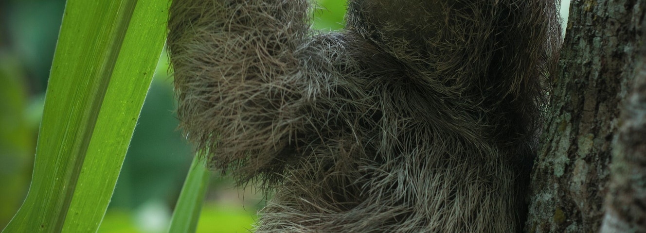 Fascinating encounter with a baby sloth - an image I was anticipating ever since I left home. 
#bliss #LikeALocal