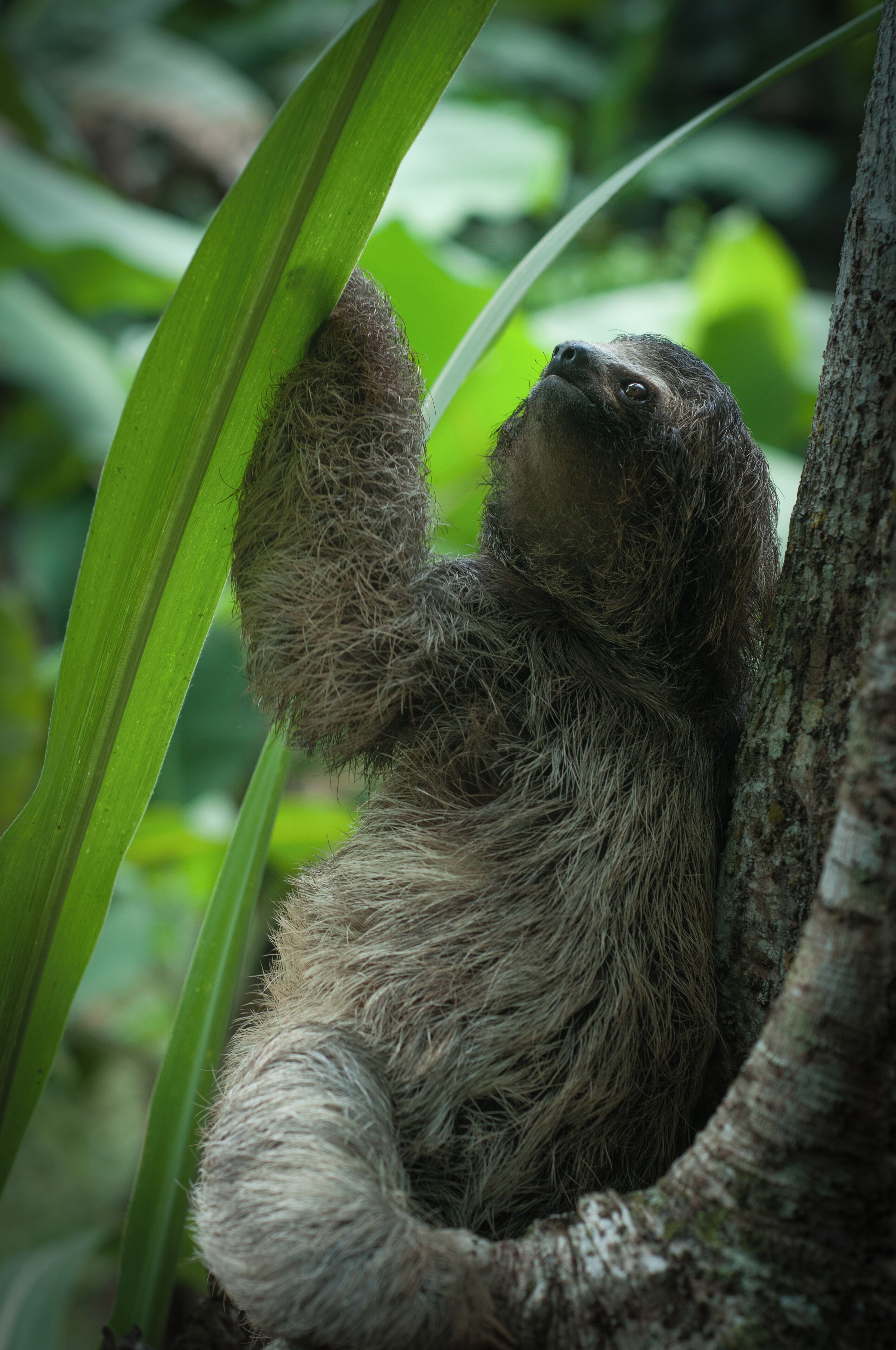 A sloth hanging from a tree branch in a lush green environment.
