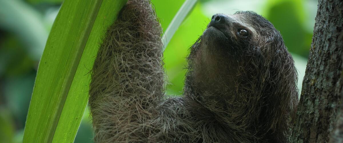 A sloth hanging from a tree branch in a lush green environment.