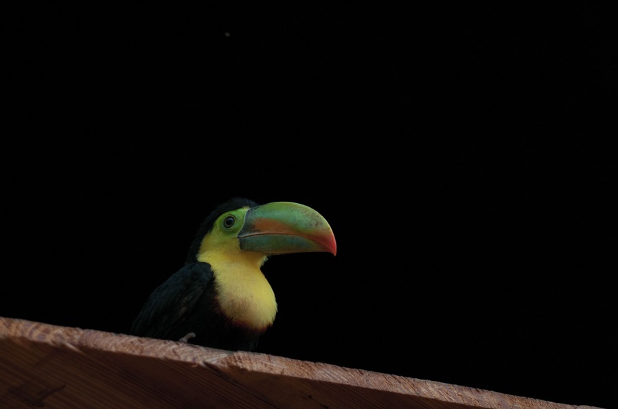 Although visiting a local community turned out to come very close to a scam in my eyes, I did enjoy meeting their toucan pets and even spotting these #colorful birds along Gatun River, in the wild.
#LikeALocal