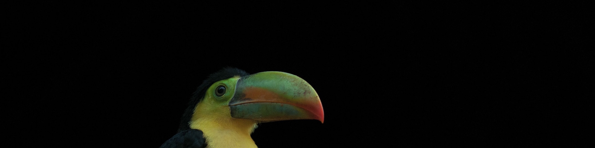 Although visiting a local community turned out to come very close to a scam in my eyes, I did enjoy meeting their toucan pets and even spotting these #colorful birds along Gatun River, in the wild.
#LikeALocal